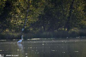 Grande aigrette-à-l'affût