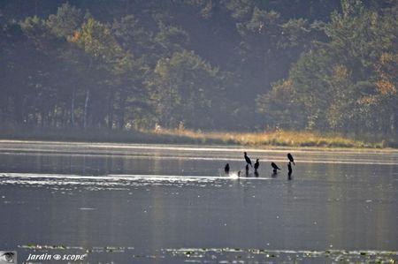 Cormorans-sur-l'étang