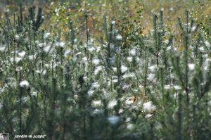 Toiles-sur-petits-pins