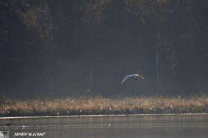 Envol-du-Héron-en-Sologne