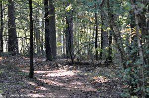 Forêt-de-Sologne