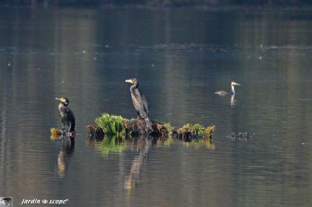 Cormorans-sur-un-ilot