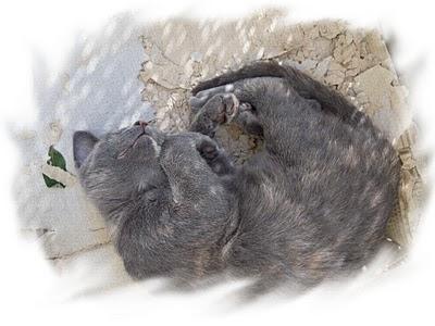 SEITAN maison DUKAN au son d'avoine,haricot blanc