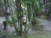 octobre 2011. Thaïlande Udonthani, pluie n’en finie plus