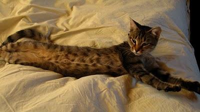 Modestine laissée seule par ses mômesDÉPRESSION