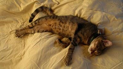 Modestine laissée seule par ses mômesDÉPRESSION