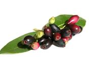 Cerise Mozambique (water berry)