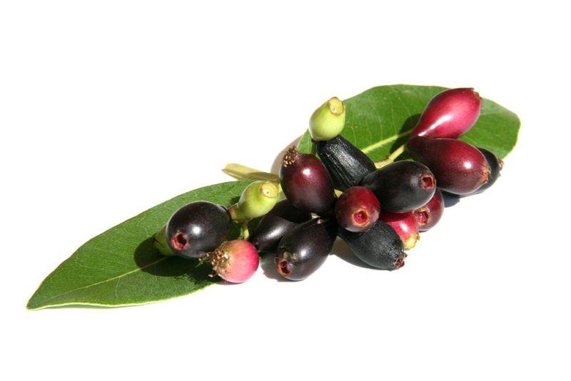 Syzygium cordatum water berry