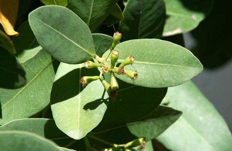 Cerise du Mazambique verte