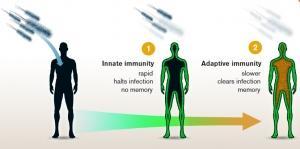 NOBEL de médecine: L’immunité décryptée par un chercheur français – Nobel NOBEL de médecine: L’immunité décryptée par un chercheur français – Nobel