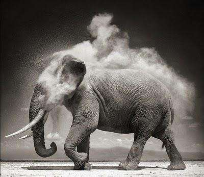 An elephant...  //