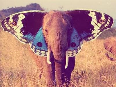 An elephant...  //