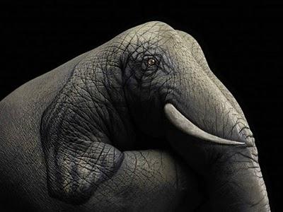 An elephant...  //