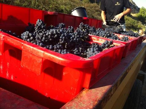 Week end de dégustation de vins chez Gérard Bertrand