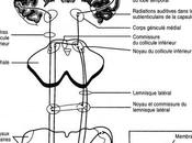 Modèle Neurophysiologique Jastreboff Neuro-Anatomie partie