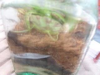 Mon bocal à plantes est fait !