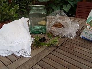 Mon bocal à plantes est fait !