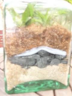 Mon bocal à plantes est fait !