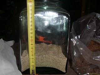 Mon bocal à plantes est fait !