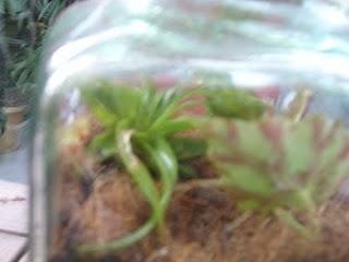 Mon bocal à plantes est fait !