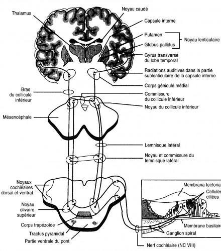 système nerveux auditif, neuro-anatomie, organe de corti, cellules ciliées, colliculus inférieur