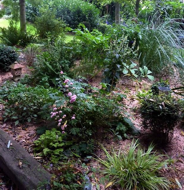 Il y a un an, je m'étais décidée à arracher les péta...