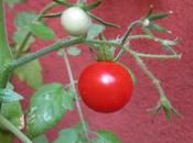 L'été indien c'est bien, pourtant noel dans jours...