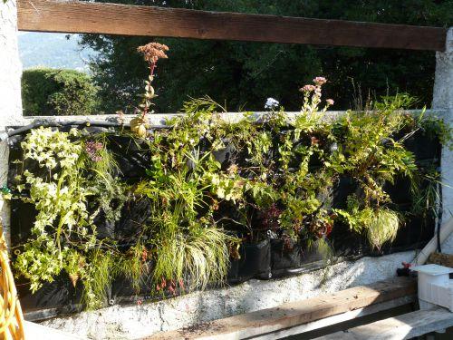 Notre mur végétal filtrant 9 mois après : taille et complément de plantation !