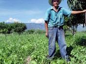 mafias Crédit Carbone tuent aussi Honduras