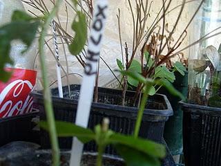 Bouture de Phlox réussie !