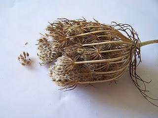 Quelques exemples de récolte de graines