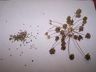 Quelques exemples de récolte de graines