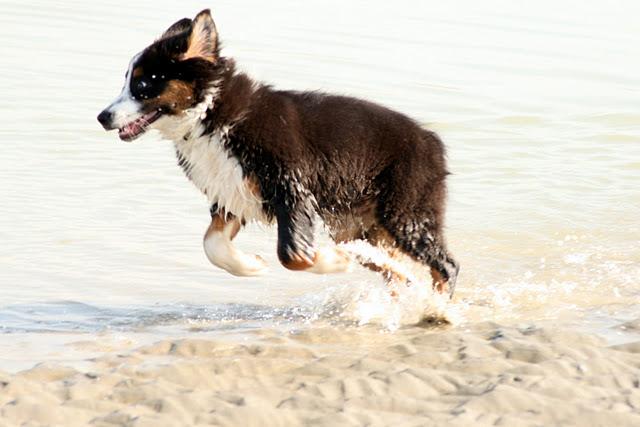 Bienvenue au Berger Australien
