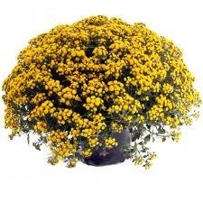 chrysanthème