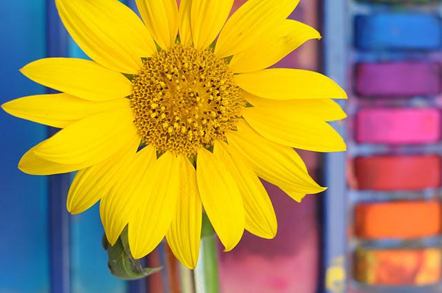 Tournesol de rentrée