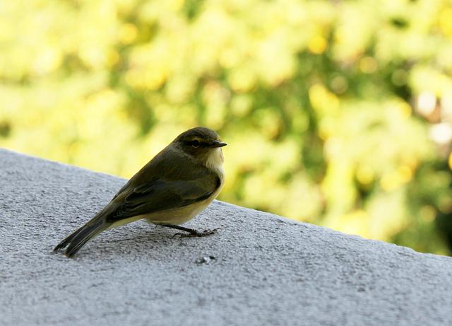 Mon visiteur, un jeune oiseau sur la fenêtre
