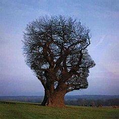 arbre tête