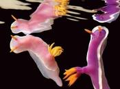 Technique incroyables créatures marines