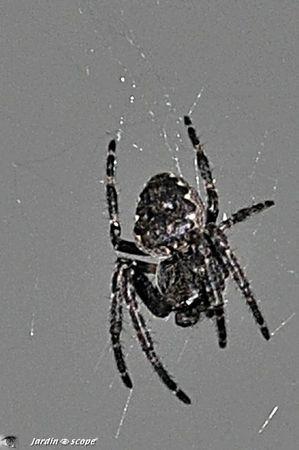 Nuctenea umbratica 2