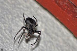 Nuctenea-umbratica-recto