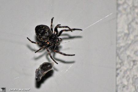 Nuctenea-umbratica-diner