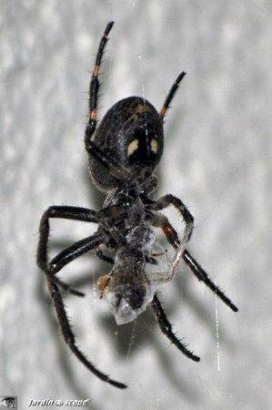 Nuctenea-umbratica-by-night