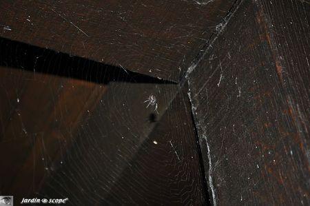 Nuctenea-umbratica-dans-sa-toile