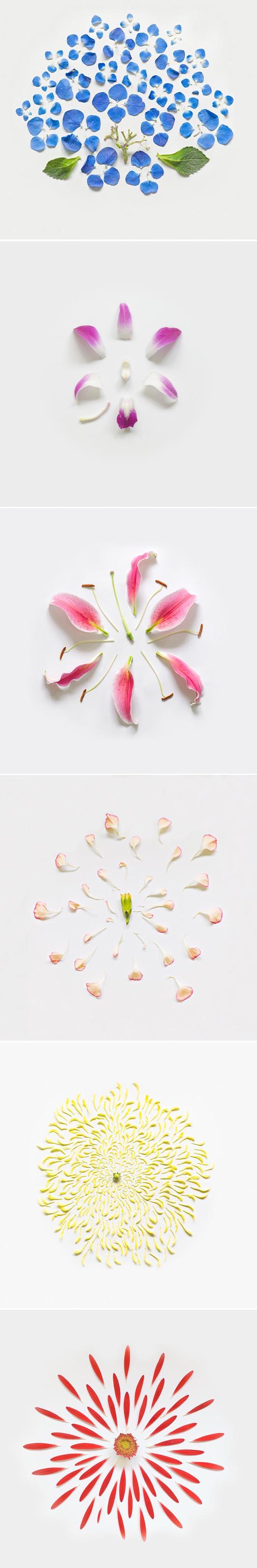 Ma fleur explosée…