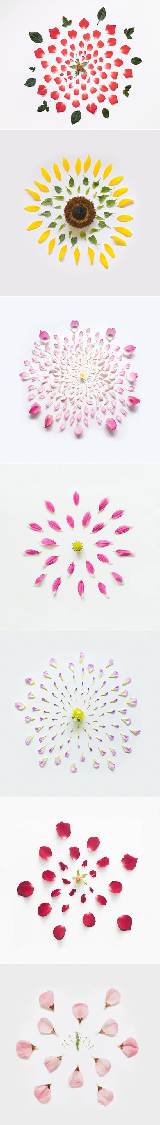 Ma fleur explosée…