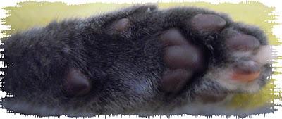 Croquettes aux lentilles,okara,pois chiches