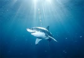 Requins : le syndrome du zorey déor