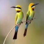 oiseaux Deviner n’est pas communiquer..