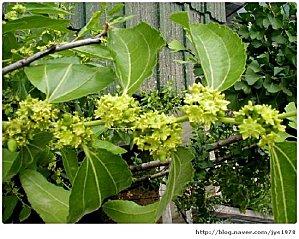 des fleurs de jujubes