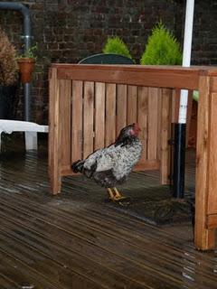 Une poule sous la pluie